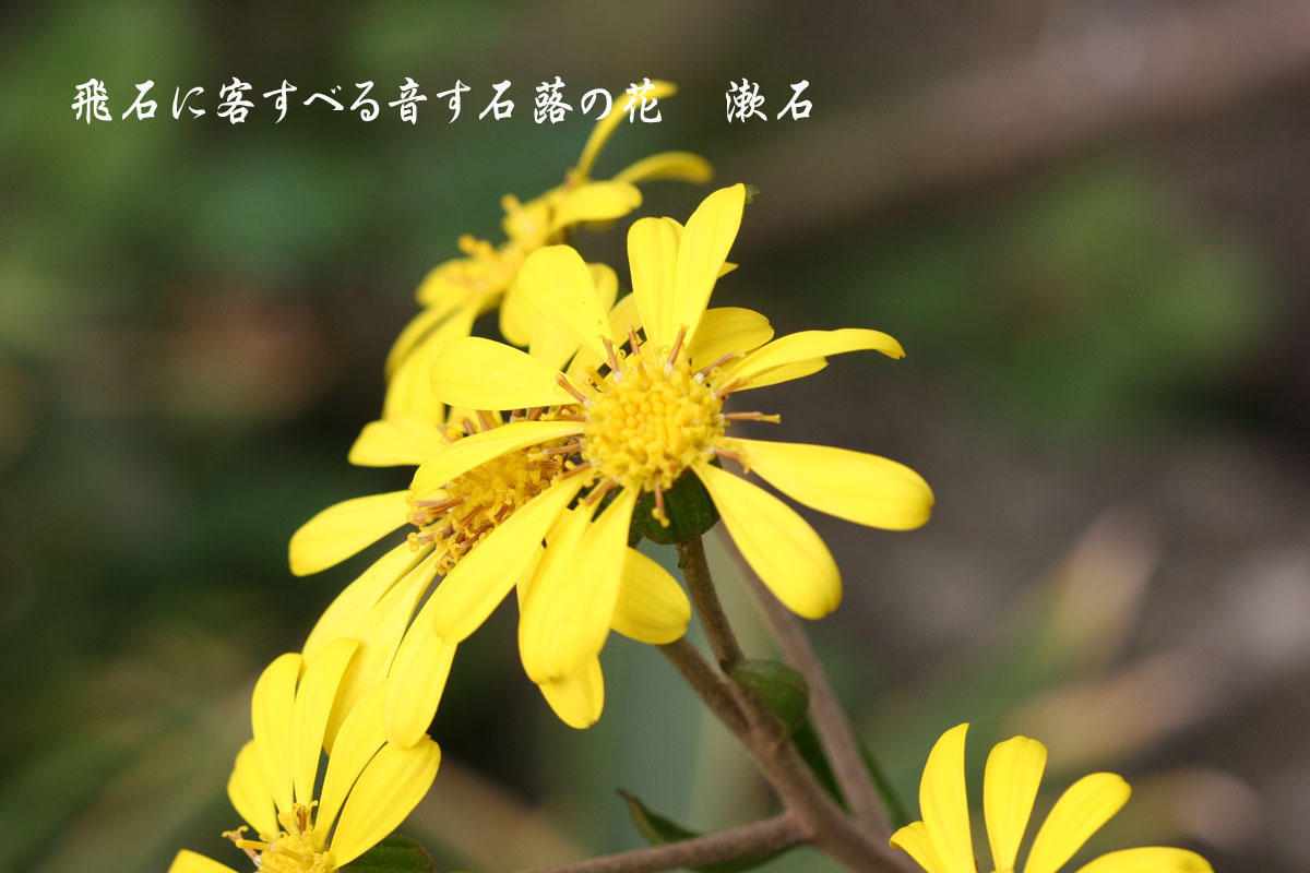 夏目漱石俳句集 季語別 石蕗の花 冬 植物 夏目漱石俳句集