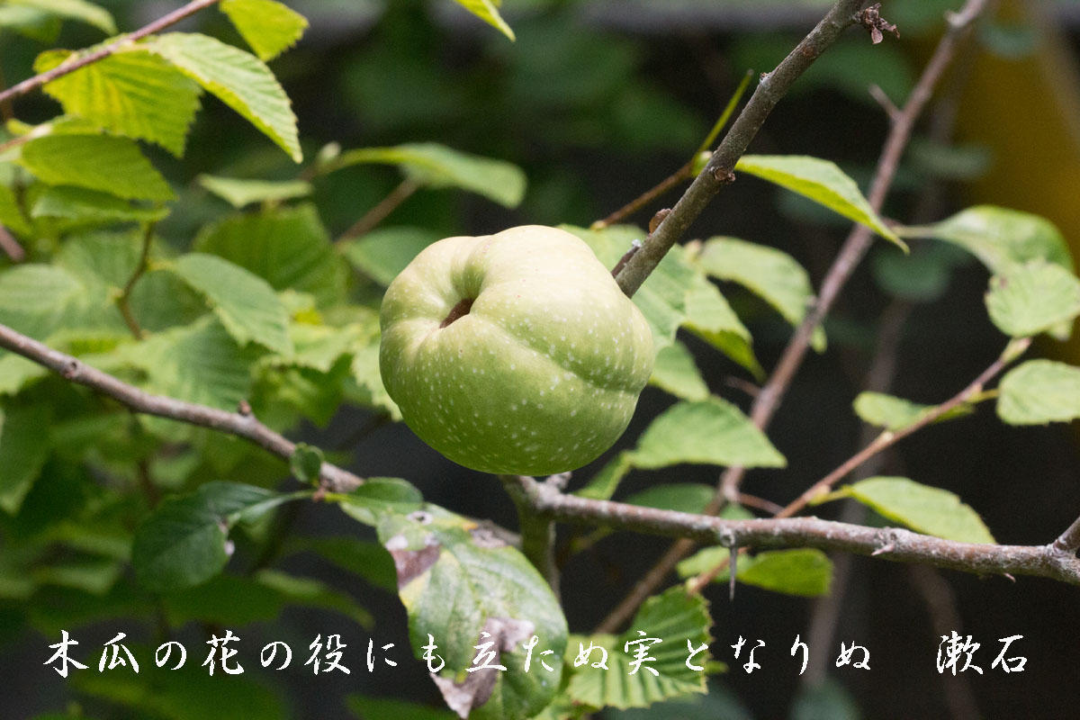漱石の俳句歳時記 木瓜 ぼけ の実 秋 植物 木瓜の花の役にも立たぬ実となりぬ 夏目漱石俳句集
